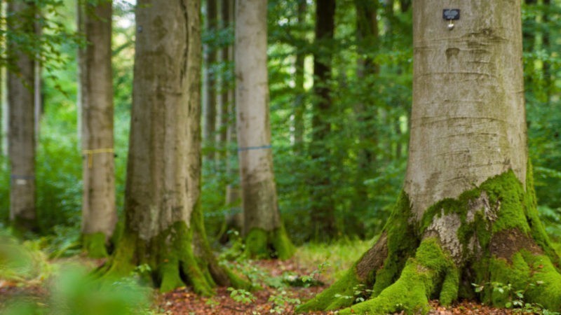 Darstellung von Waldbestattungen