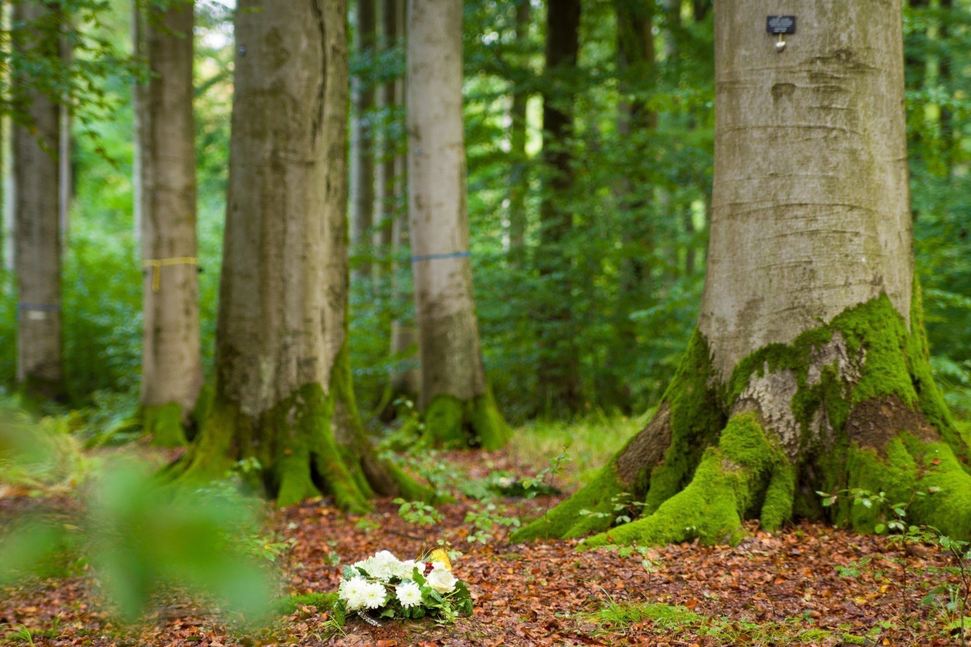 Darstellung von Waldbestattungen