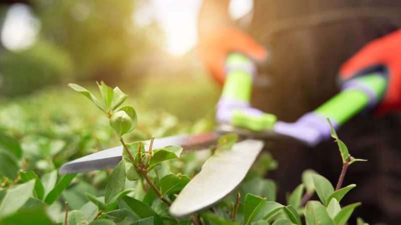 Nahaufnahme einer Heckenschere, die von einem Unternehmen für Gartenpflege in Bremen ist