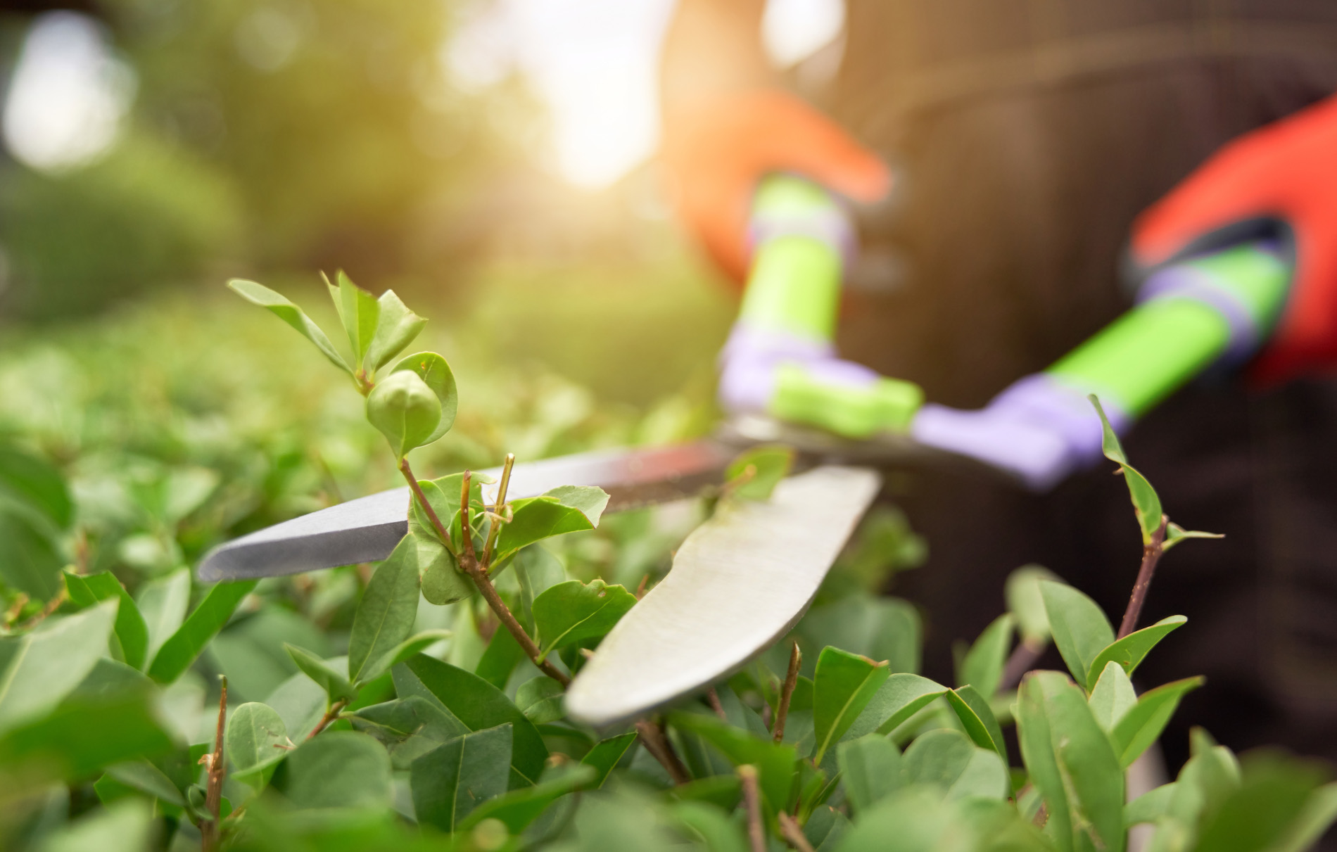 Nahaufnahme einer Heckenschere, die von einem Unternehmen für Gartenpflege in Bremen ist